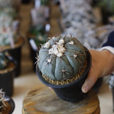 Echinocactus horizonthalonius v. / 尖紅丸 (3.5号)  no.1226/5