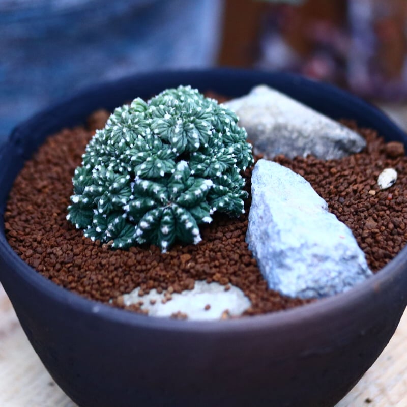 アズテキウム リッテリ 花籠(台ツキ)／Aztekium ritteri no.2132