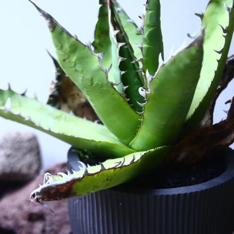 アガベ チタノタ 'リベレート'　 Agave  titanota ' libelate'　no.53122