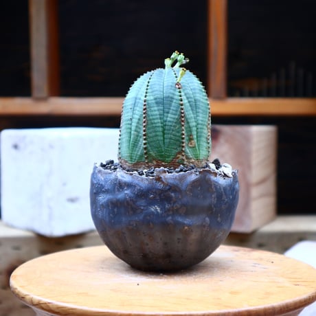 ユーフォルビア  オベサ ♂／Euphorbia obesa      no.72539