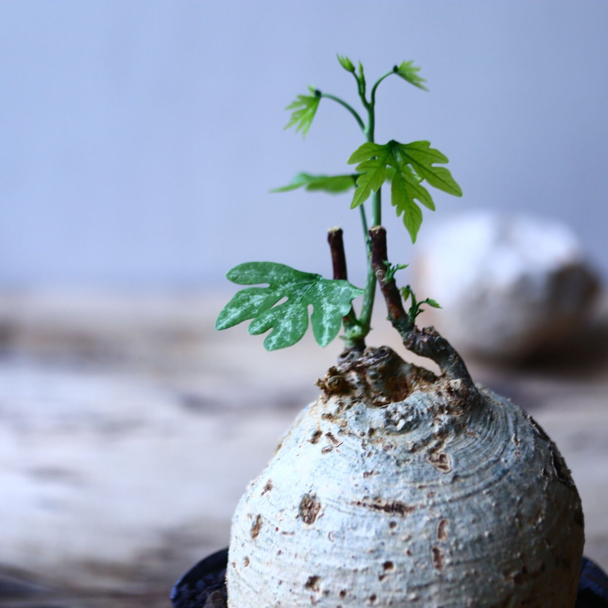 アデニア メタモルファ Adenia metamorpha no.90637 | 芽の巣山
