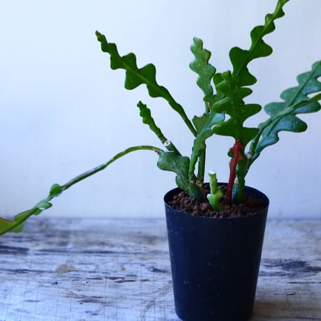 エピフィルム　アングリガー　Epiphyllum anguliger    no110812