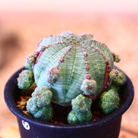 ユーフォルビア  仔吹きシンメトリカ / Euphorbia  symmetrica   no.51463