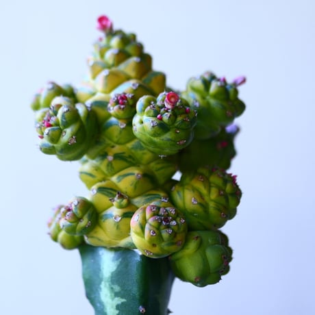 モナデニウム  リチエイ 斑入り  接木　Monadenium ritchiei    no.110821