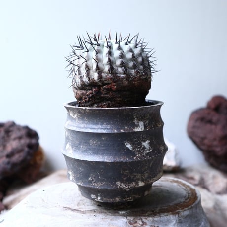 コピアポア 孤竜丸    Copiapoa cinerea var. columna-alba   no.90130