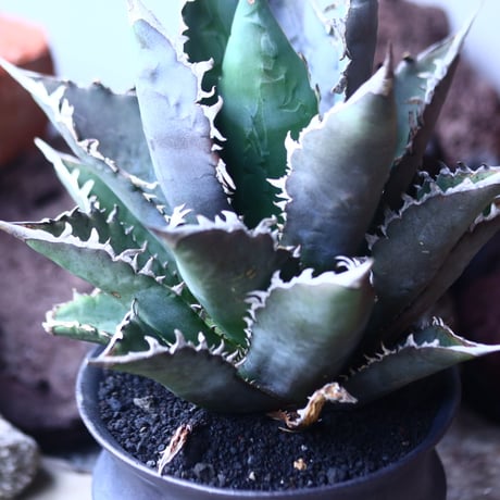 アガベ チタノタ     Agave titanota    no.42697