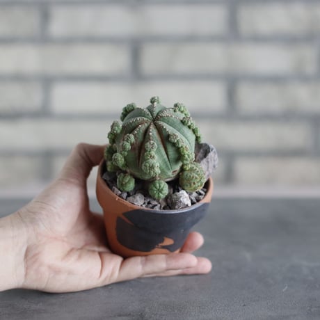 Euphorbia obesa (仔吹きオベサ) × N/OH(3号)  no.510/41