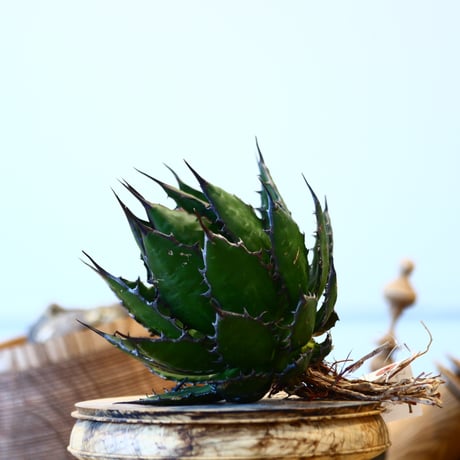 Agave horrida    no.121/8