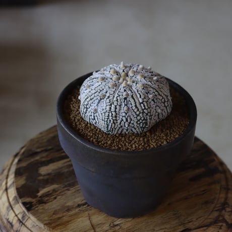 アストロフィツム スーパー兜 × YAMABACHI var.takero pot  no.1020-19