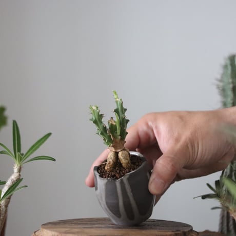 Euphorbia knuthii × N/OH  no.51203