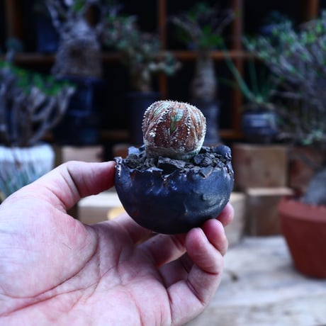 ユーフォルビア  オベサ ／Euphorbia obesa      no.62006