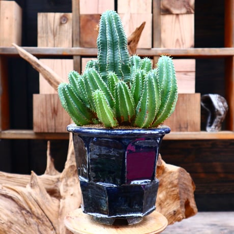 ユーフォルビア バリダ×ホリダ / Euphorbia  valida × horrida    no.31212