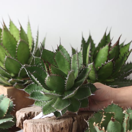 U.S. horrida (Agave horrida) / Style of Chika　no.1203-54