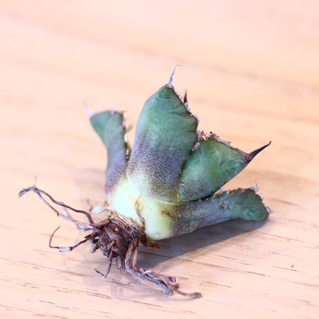 'ハルコイ´セット (N/OH × Agave titanota "FO-076)  no.30376