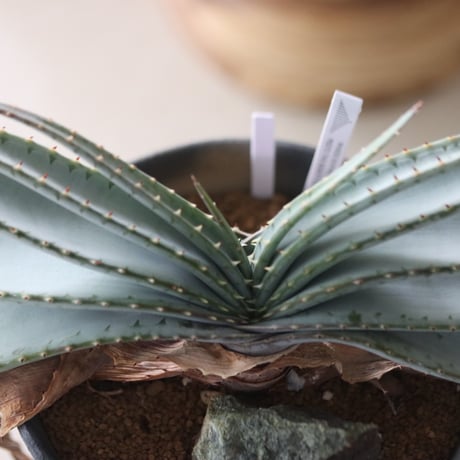 Aloe suprafoliata × ヒューマニティオリジナルポット ヤクモ no.51947