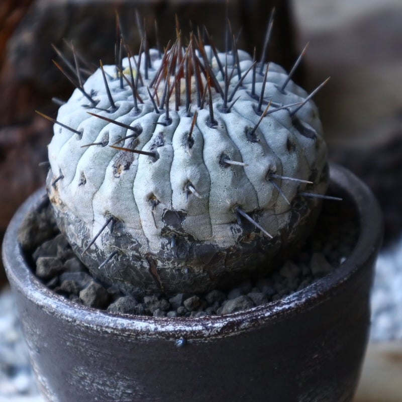 コピアポア シネレア アルバム 孤竜丸 コピアポア 孤竜丸 Copiapoa cinerea var. columna-alba