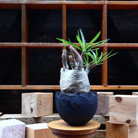 パキポディウム  グラキリス／Pachypodium  gracilius       no.80848