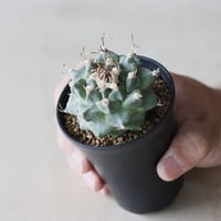 Turbinicarpus alonsoi (2.5号鉢)  no.913/49