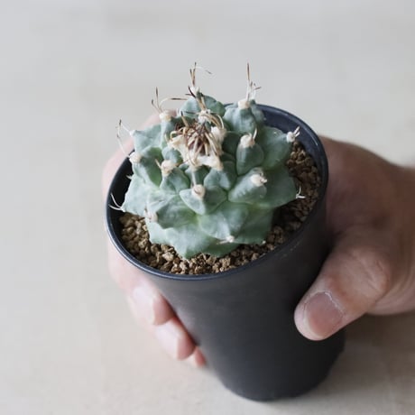 Turbinicarpus alonsoi (2.5号鉢)  no.913/49