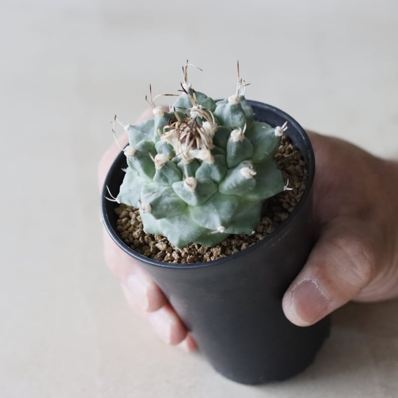 Turbinicarpus alonsoi (2.5号鉢) no.913/49 | 芽の巣山