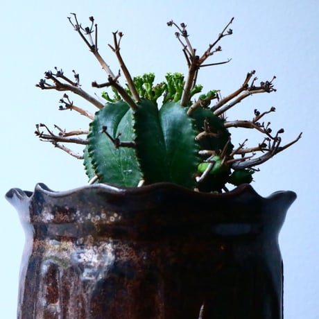ユーフォルビア  バリダ    Euphorbia valida   No.025