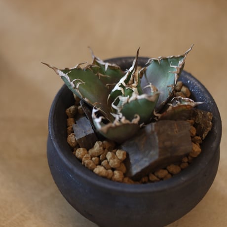 Agave titanota caesar × N/OH    no.117-39