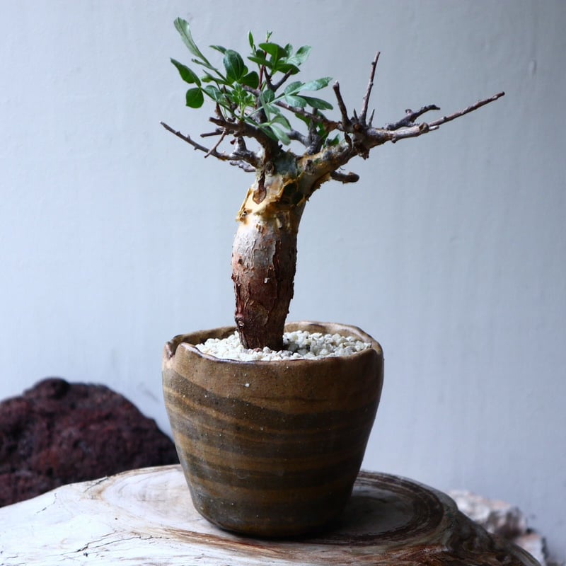 S*u様 PL07 コミフォラ ピンネイトリーブス 希少 現地株 下処理済み Commiphora pinnate leaves コミフォラ ピンネイトリーブス 発根