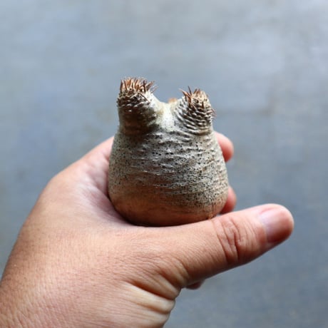 パキポディウム グラキリス 抜苗  Pachypodium rosulatum var. gracilius no.92902