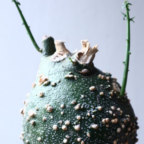 アデニア  グロボーサ      Adenia globosa       no.72124