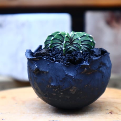 ギムノカリキウム   フィードリッフィーLB2178  Gymnocalycium friedrichii    no.72529