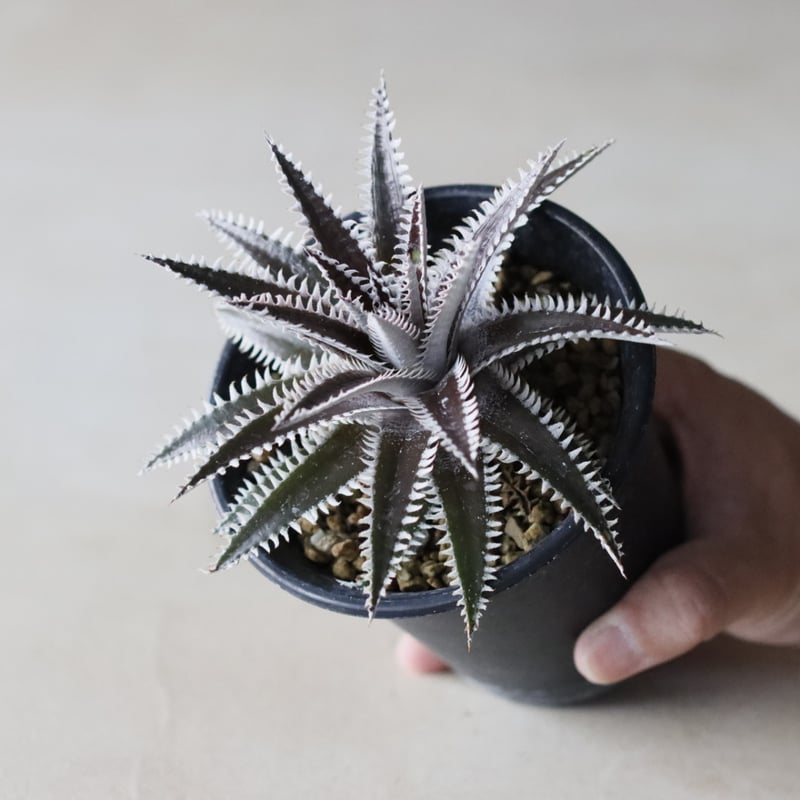 Dyckia 'Bakers Domain' x 'Super Arizona' Shidok
