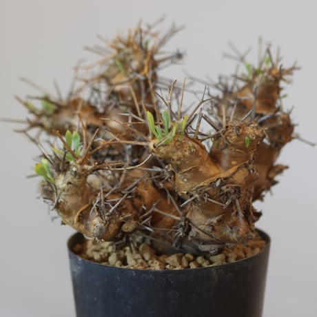 Othonna euphorbioides   no.921-8