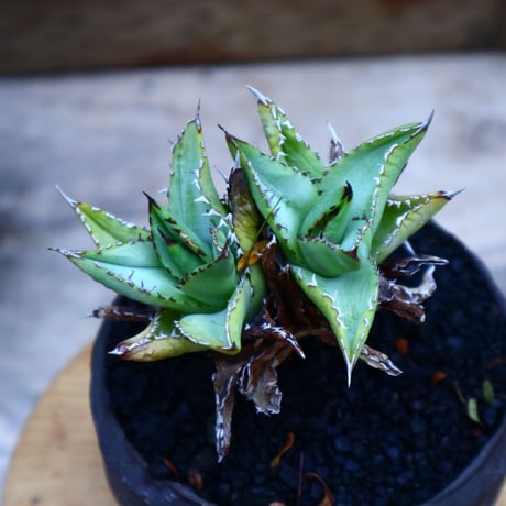 アガベ チタノタ フィリグリー ／Agave titanota "Filigree crested    no.70412