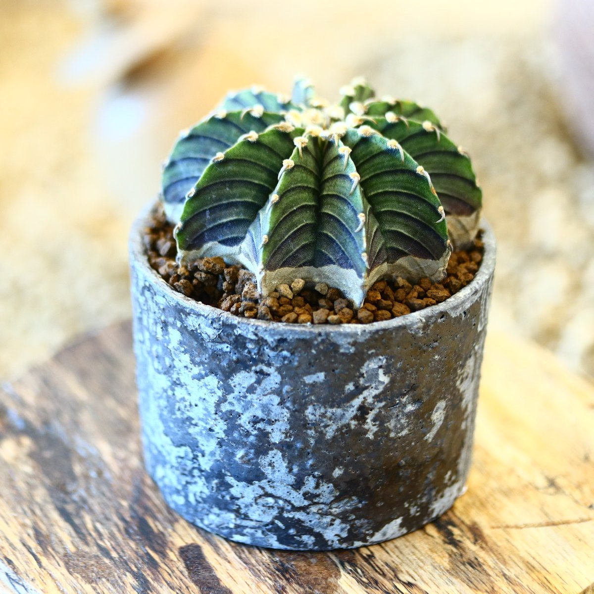 たけろうポット × Gymnocalycium friedrichii LB2178 no