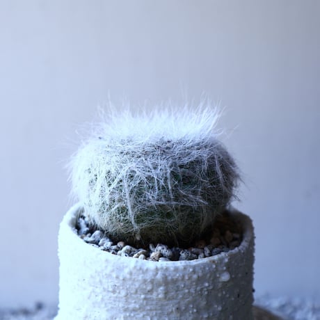 マミラリア　玉翁　Mammillaria hahniana  no.11929