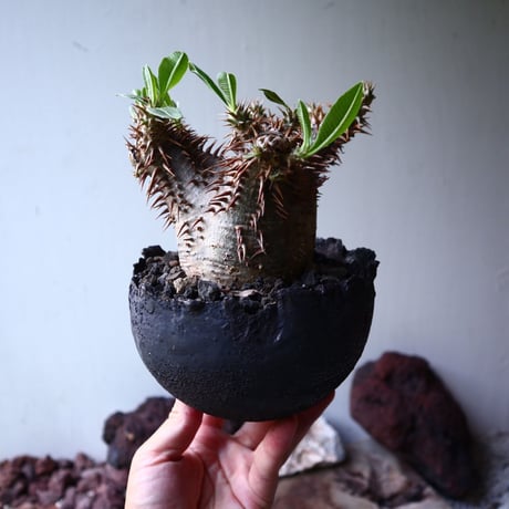 パキポディウム   デンシ フローラム  Pachypodium densiflorum no.005