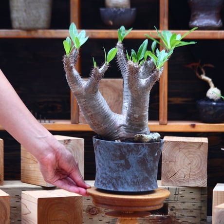 パキポディウム  マカイエンセ／Pachypodium Makayense       no.82206