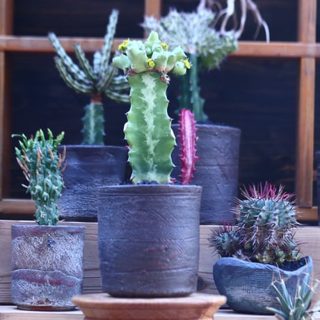 ユーフォルビア  クリビコラ  接木　Euphorbia clivicola　  no.32104