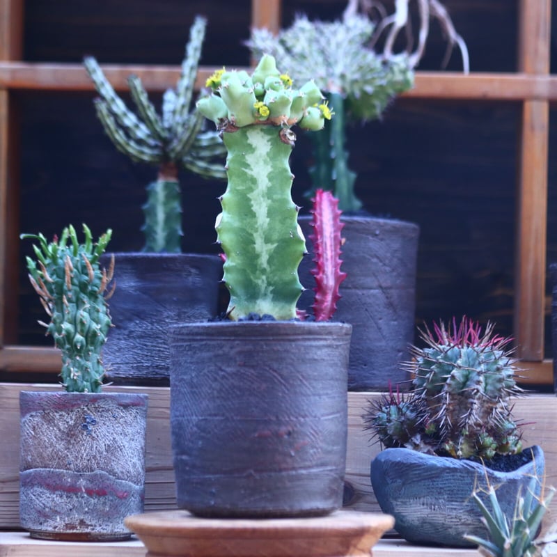 ユーフォルビア クリビコラ 接木 Euphorbia clivicola no.321
