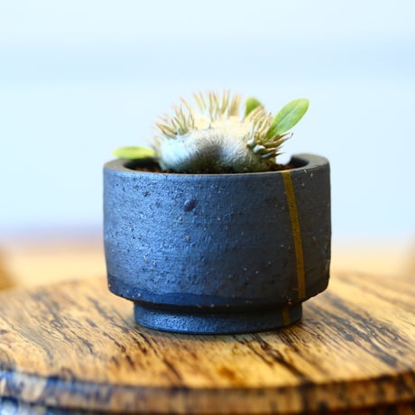 N/OH × Pachypodium  Densicaule    no.61802