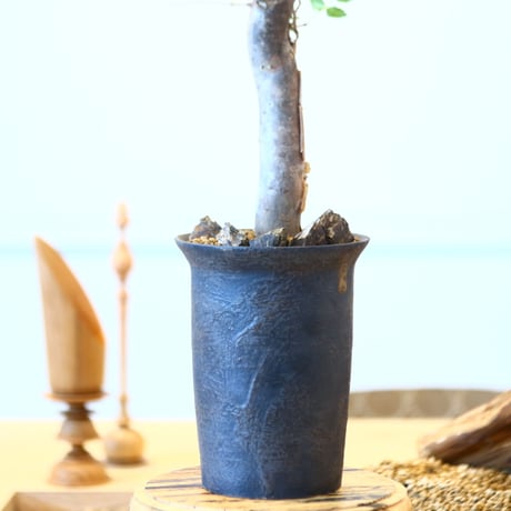Bursera fagaroides × たけろうポット   no.90335