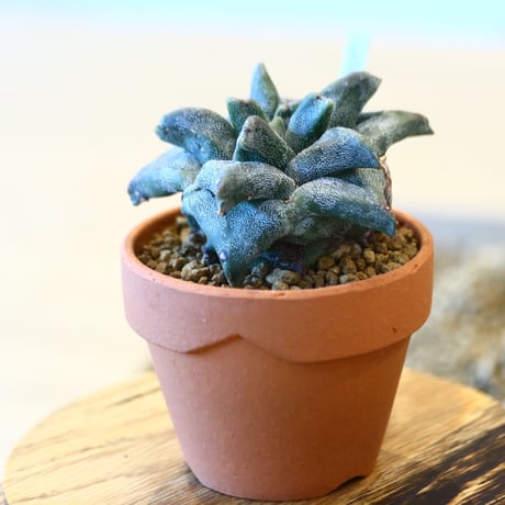 21 恩塚ランポー玉　鉢付 21 恩塚ランポー玉 鉢付