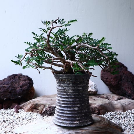 センナ メリディオナリス   Senna meridionalis  no.90104