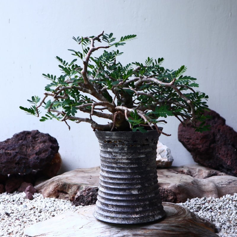 センナ メリディオナリス Senna meridionalis no.90104 | 芽の巣山