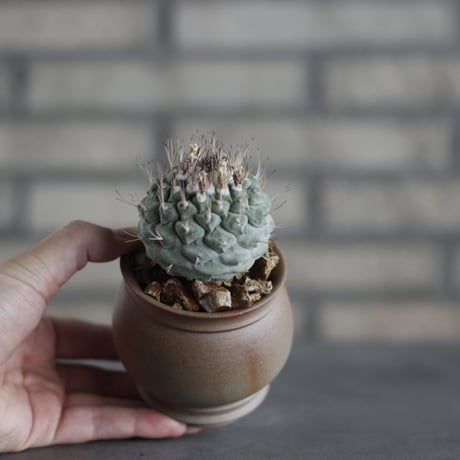 Strombocactus disciformis / 菊水 × takero pot (3号)  no.419/99