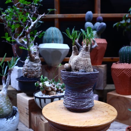 ユーフォルビア  旧フィッシュボーン／Euphorbia spannringii    no.71824