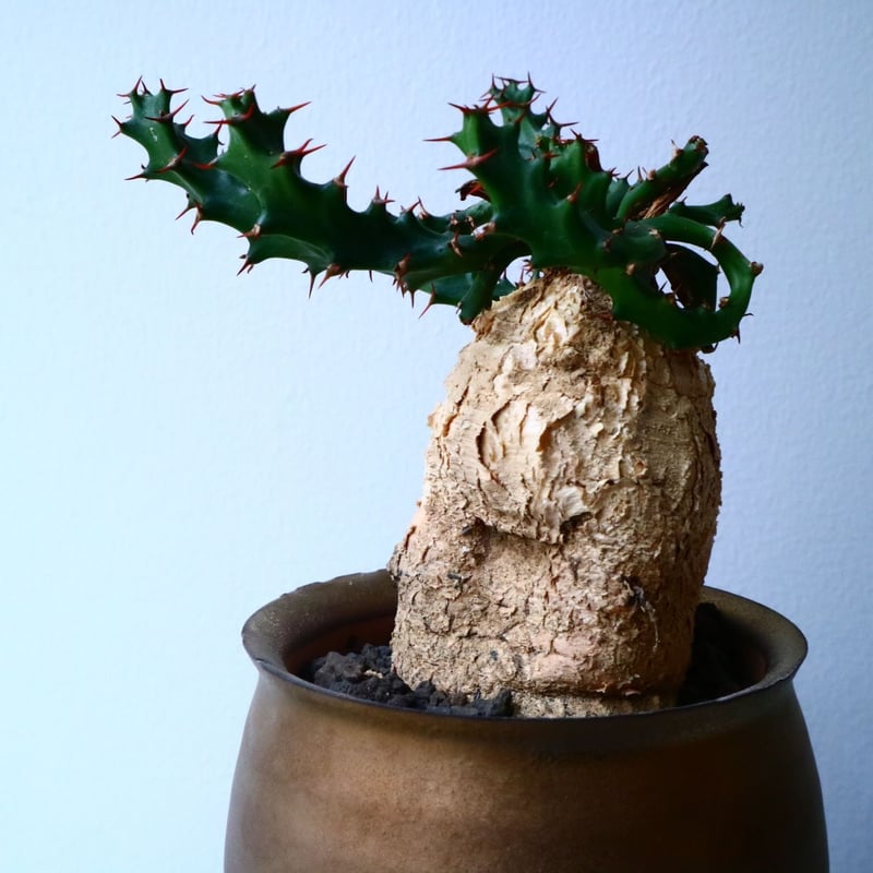 ユーフォルビア スクアローサ Euphorbia squarrosa No.02