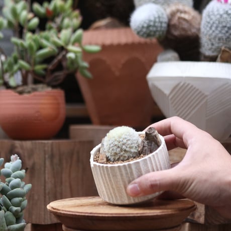 マミラリア カルメナエ／Mammillaria carmenae.    no.112725