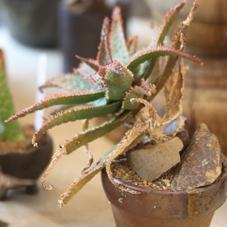 Aloe ‘Chiristmas Carol’ × YAMABACHI var.六本芽　 no.117-27