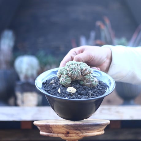 アズテキウム 　リッテリ　花籠　自根   Aztekium ritteri   no.22813